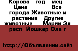 Корова 1 год 4 мец › Цена ­ 27 000 - Все города Животные и растения » Другие животные   . Марий Эл респ.,Йошкар-Ола г.